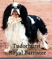Tudorhurst-Royal-Barrister